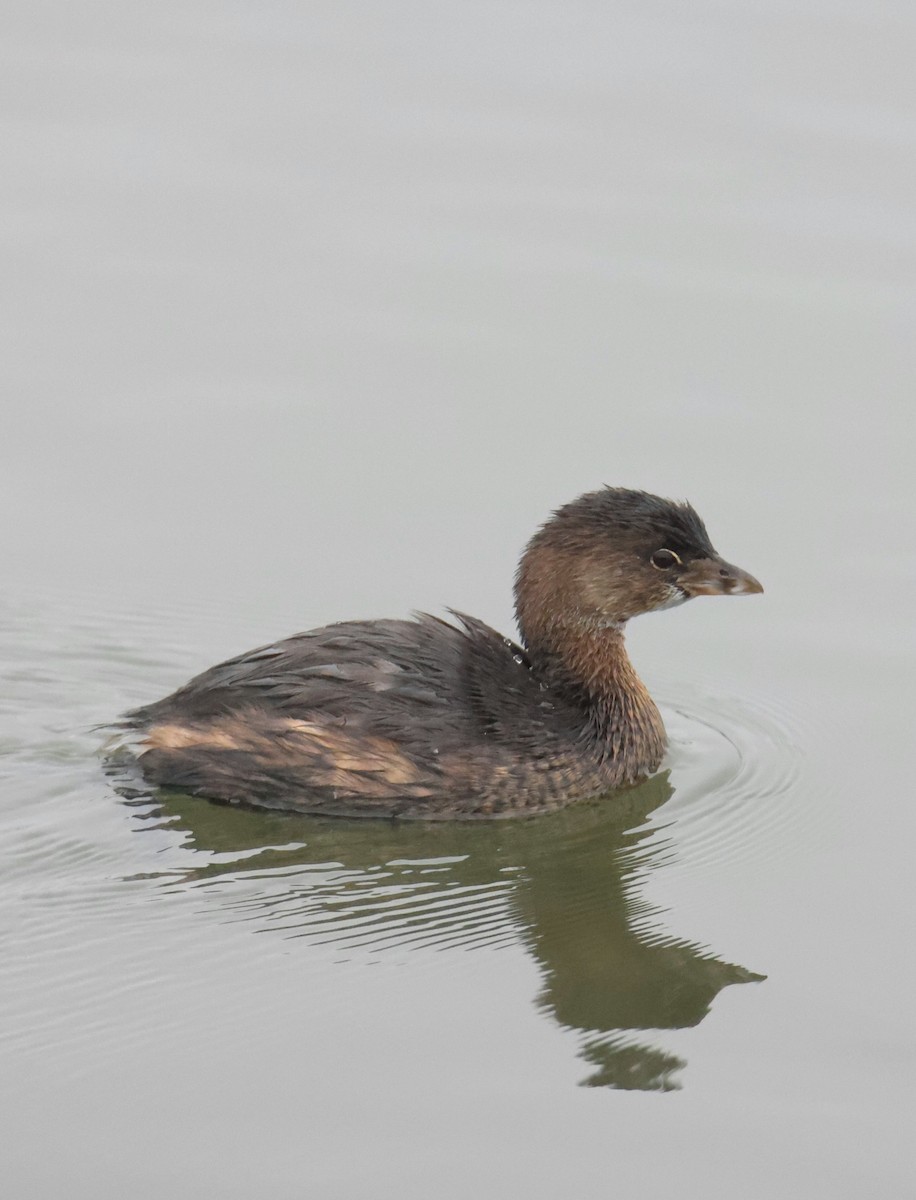 Pied-billed Grebe - ML644784487