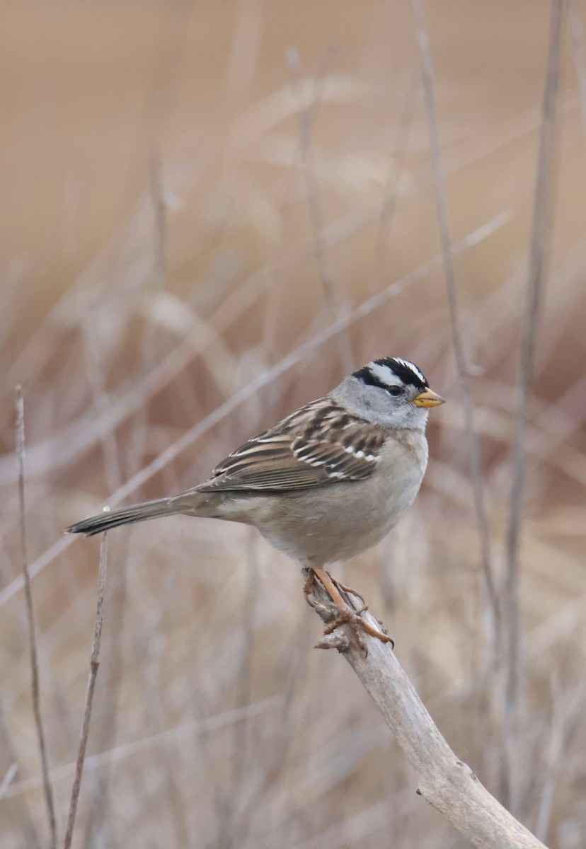 White-crowned Sparrow - ML644784508