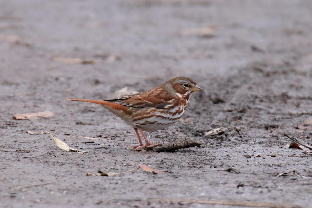 Fox Sparrow - ML644784512