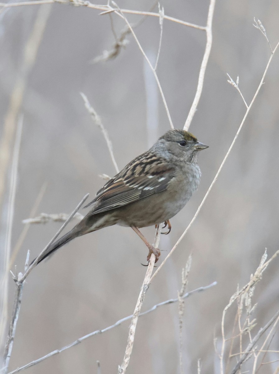 Golden-crowned Sparrow - ML644784516