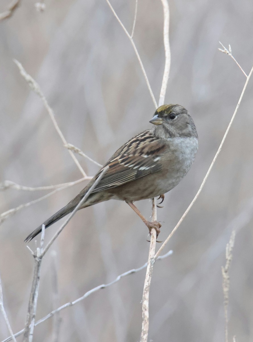 Golden-crowned Sparrow - ML644784517