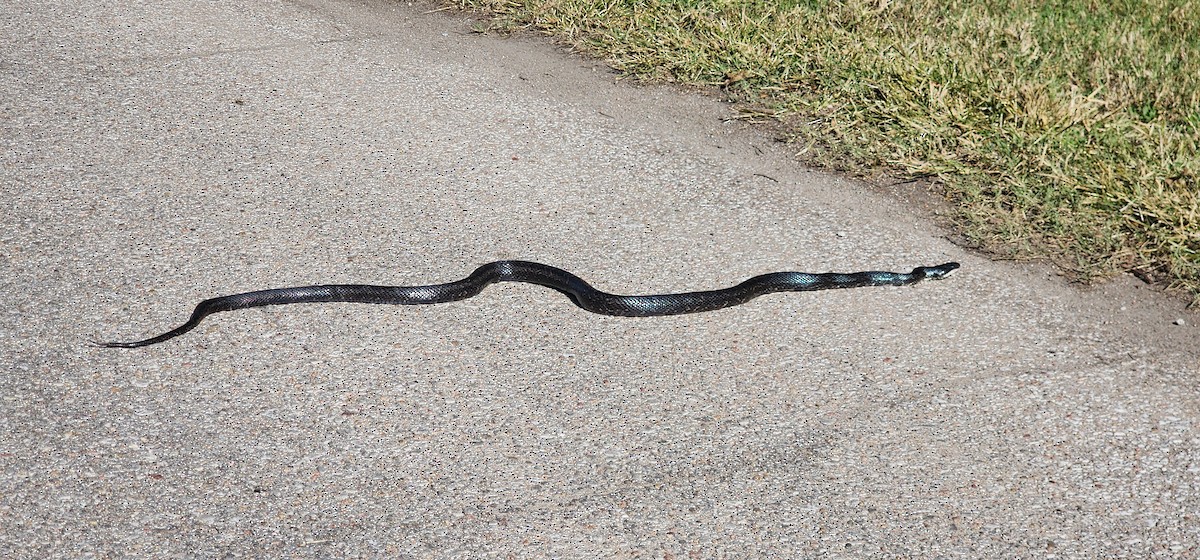 Western Ratsnake - ML644784518