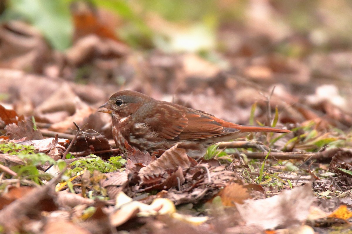 Fox Sparrow - ML644784521