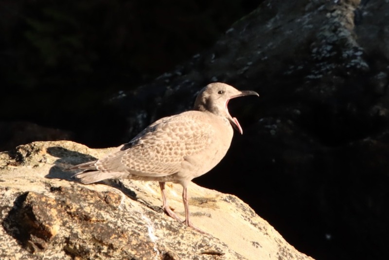 Glaucous-winged Gull - ML644784523