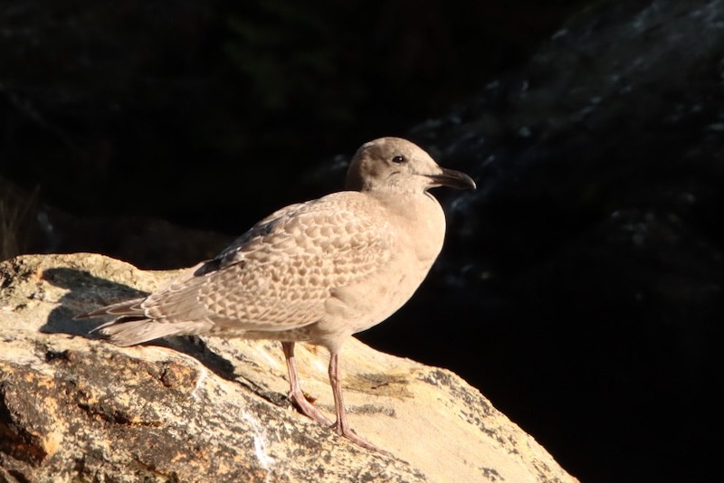 Glaucous-winged Gull - ML644784524
