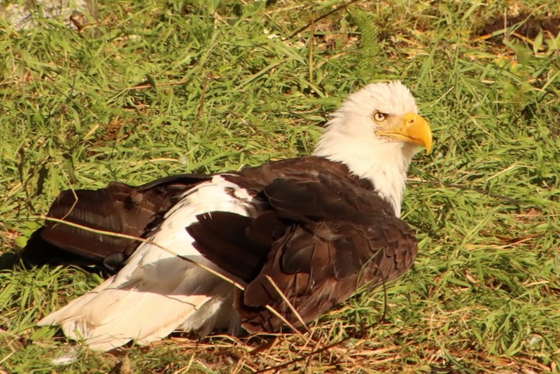Pygargue à tête blanche - ML644784528