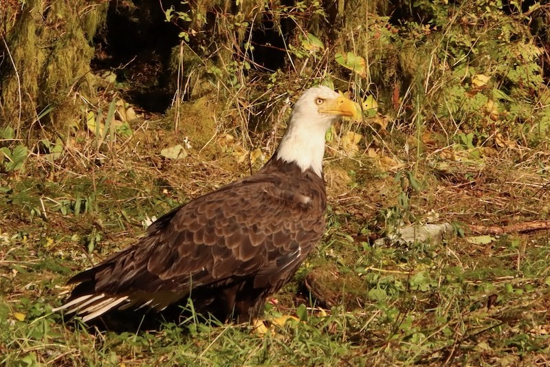 Pygargue à tête blanche - ML644784529
