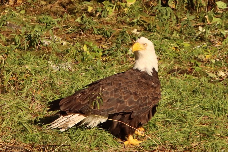 Pygargue à tête blanche - ML644784530