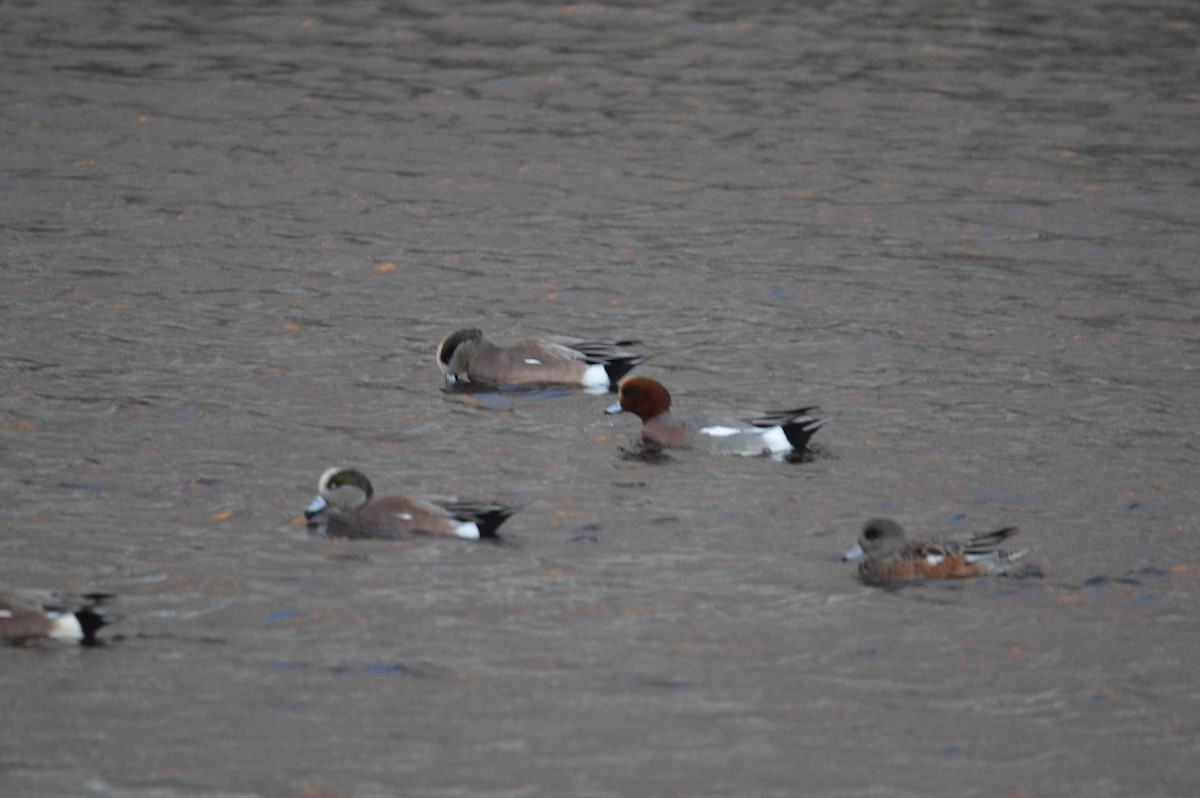 Eurasian Wigeon - ML644784541