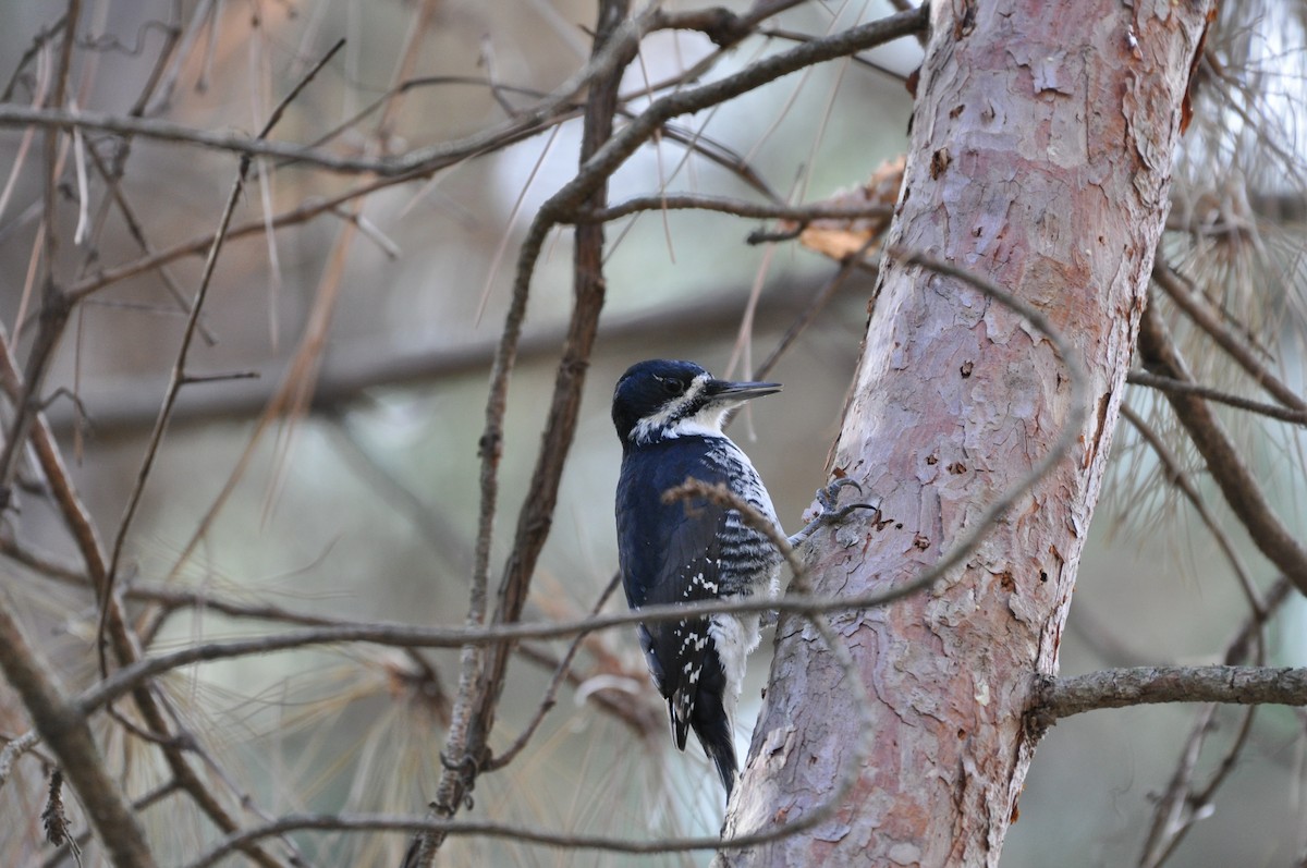 svartryggspett - ML644784550