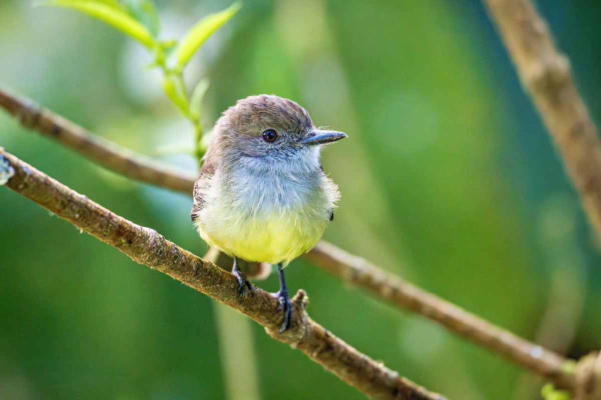 Pale-edged Flycatcher - ML644784552