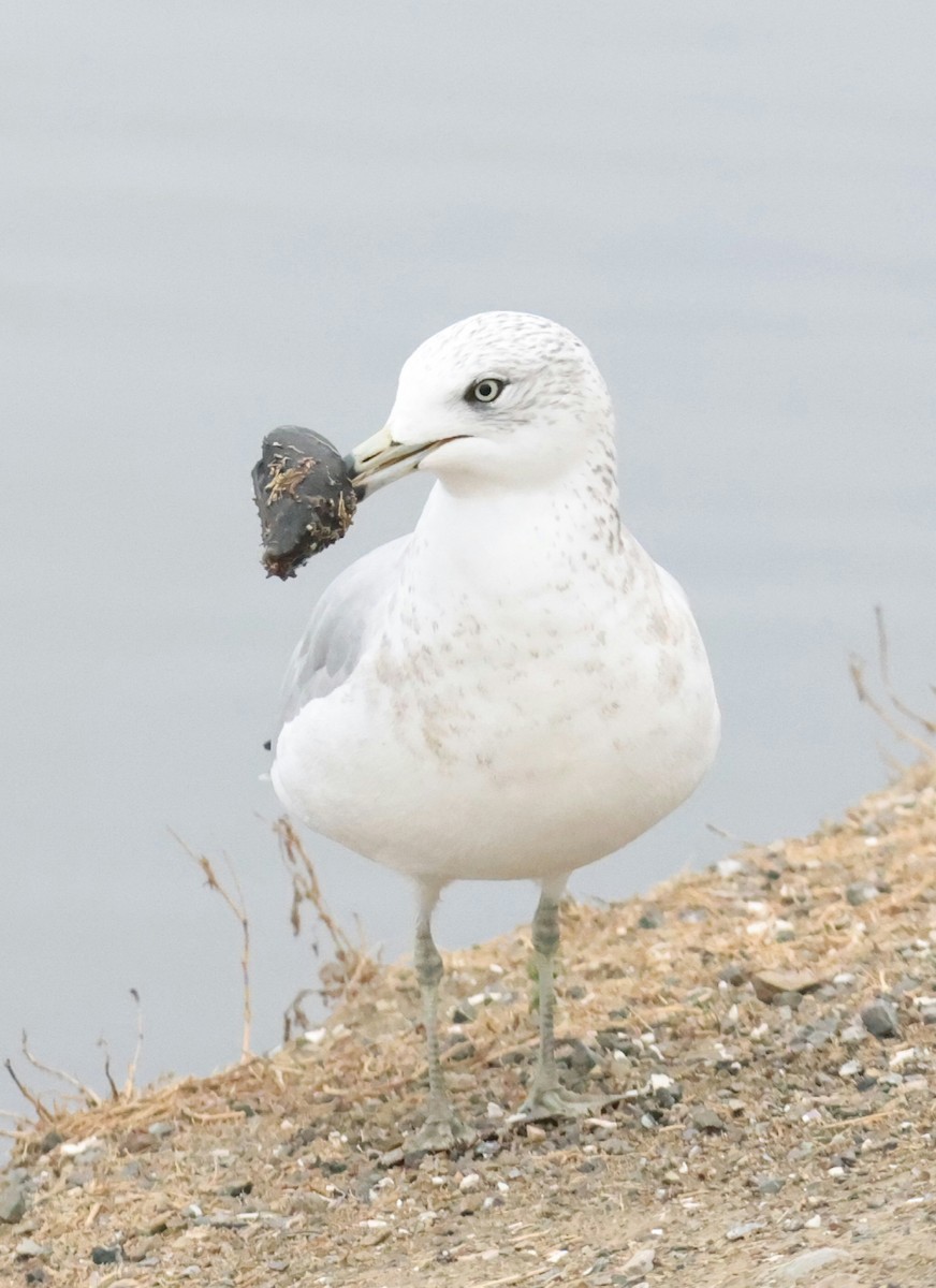 Ring-billed Gull - ML644784558