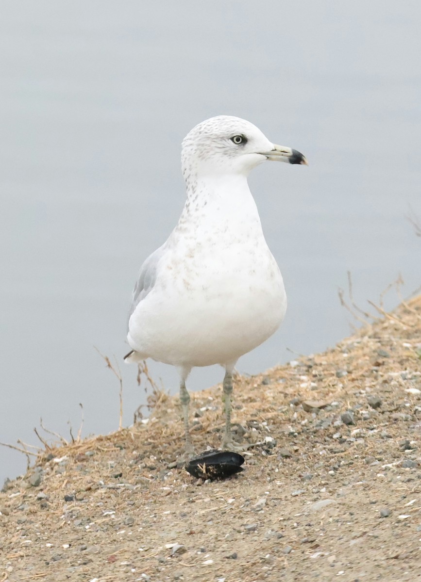 Ring-billed Gull - ML644784559