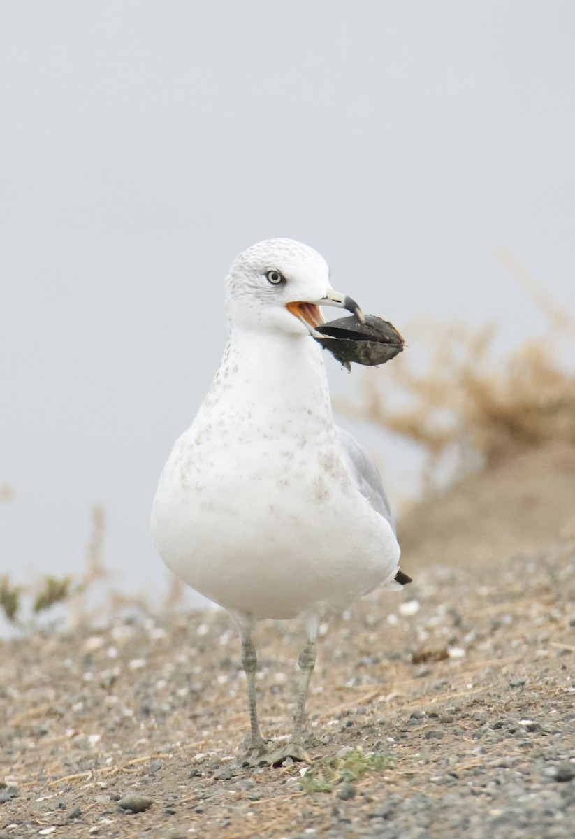 Ring-billed Gull - ML644784560