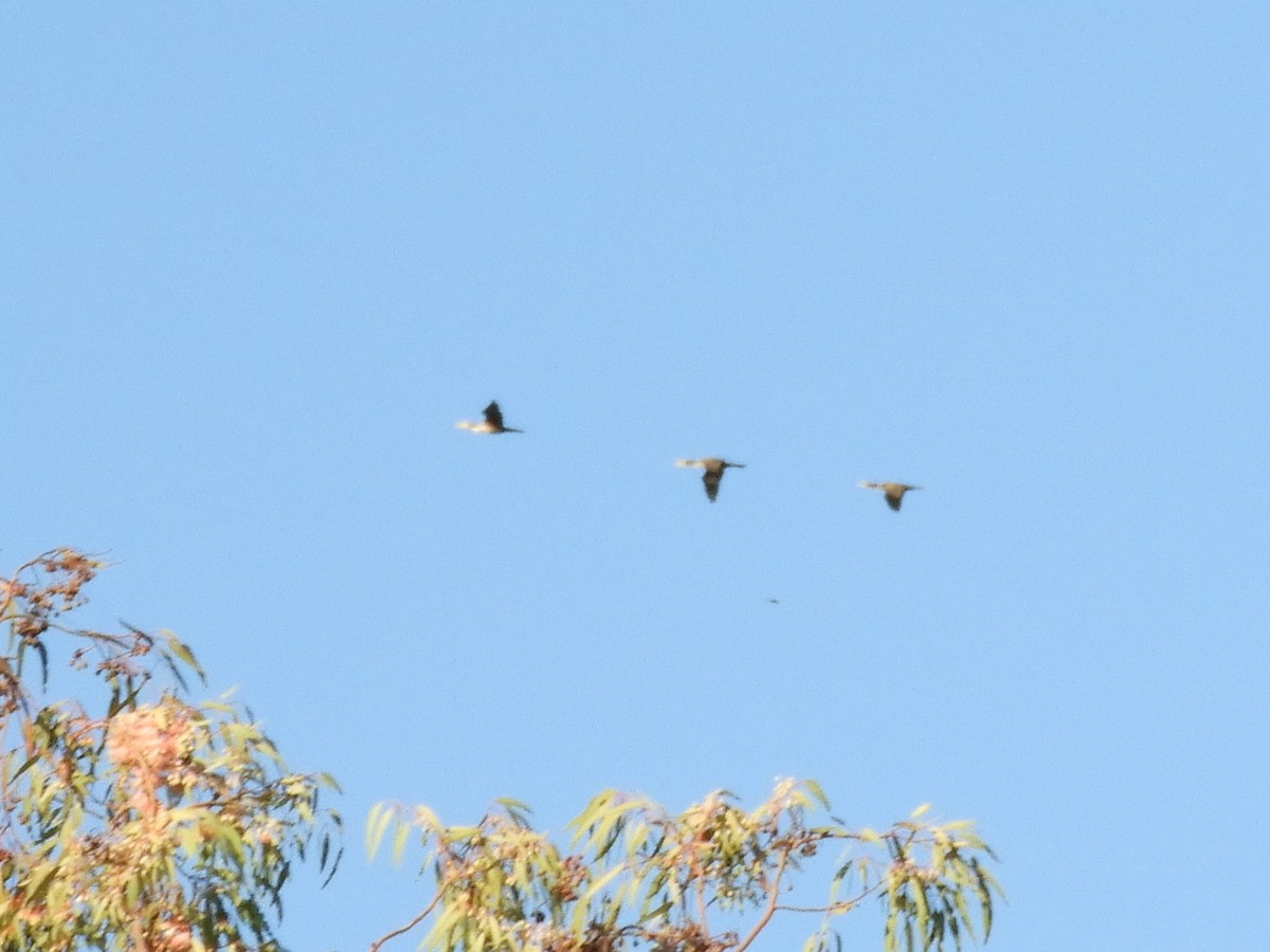 Double-crested Cormorant - ML644784583