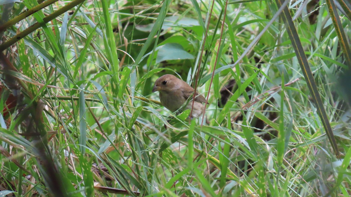 Indigo Bunting - ML644784597