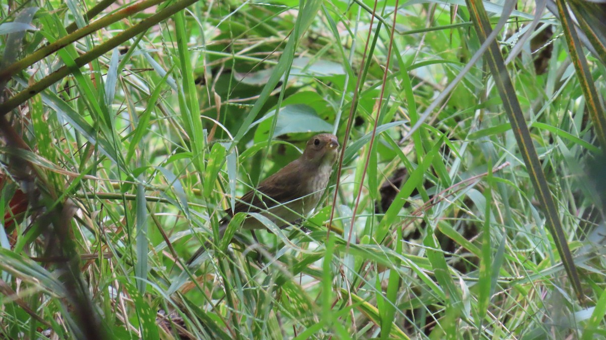 Indigo Bunting - ML644784598