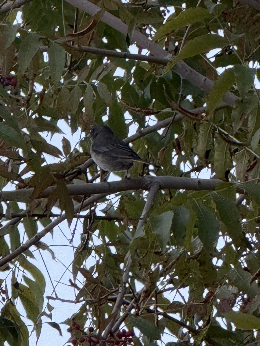 Junco Ojioscuro - ML644784602