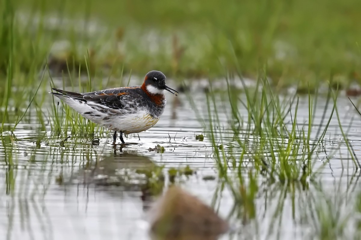 Denizdüdükçünü - ML644784610