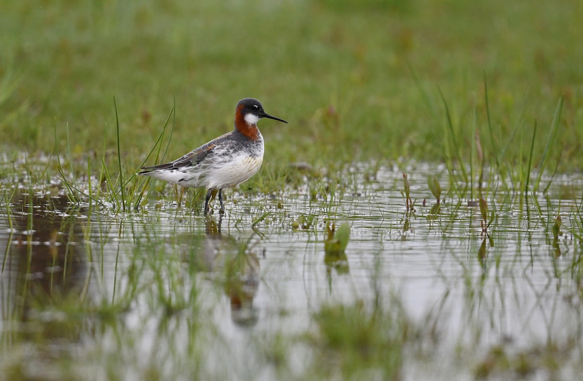 Denizdüdükçünü - ML644784611