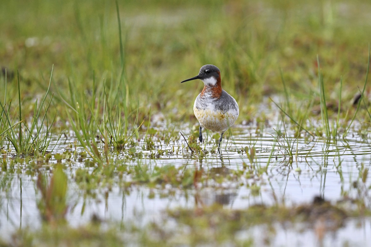 Denizdüdükçünü - ML644784612