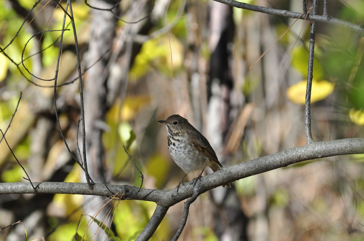 Hermit Thrush - ML644784615