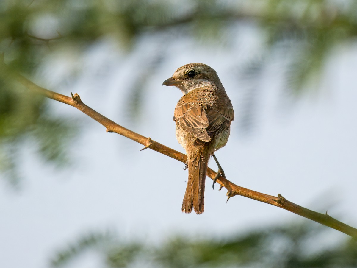 Pie-grièche écorcheur - ML644784626