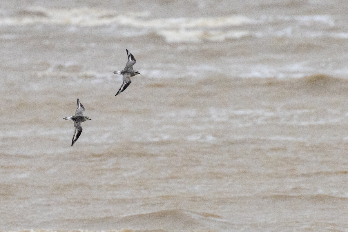 Black-bellied Plover - ML644784630