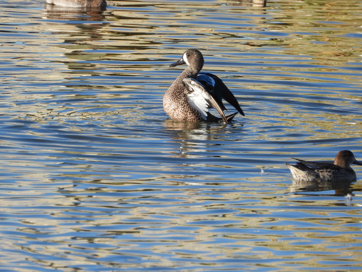Blue-winged Teal - ML644784637