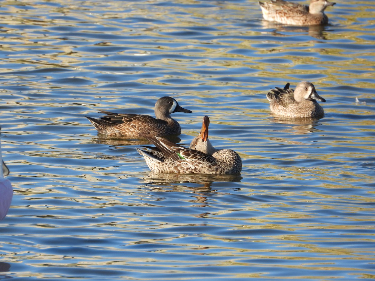 Blue-winged Teal - ML644784638
