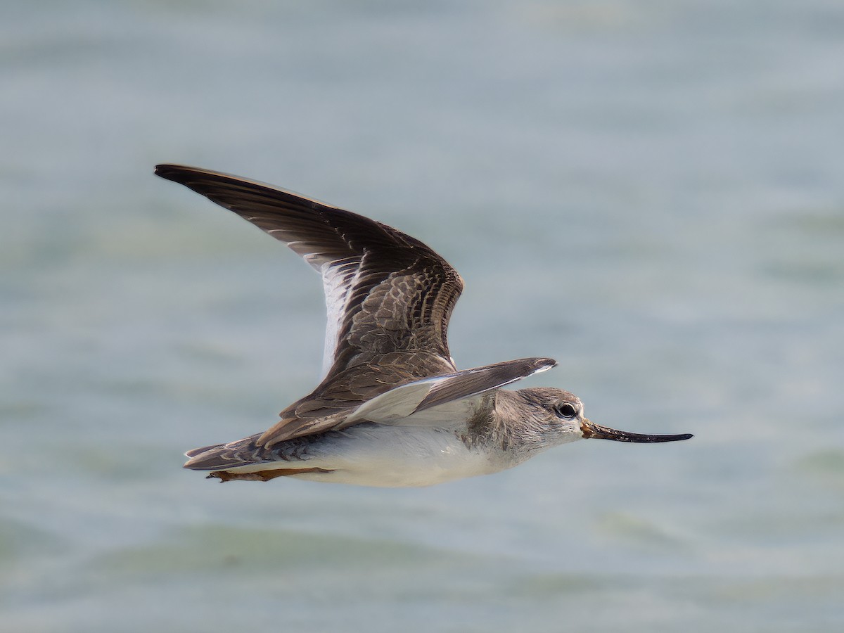 ביצנית אפורה - ML644784652