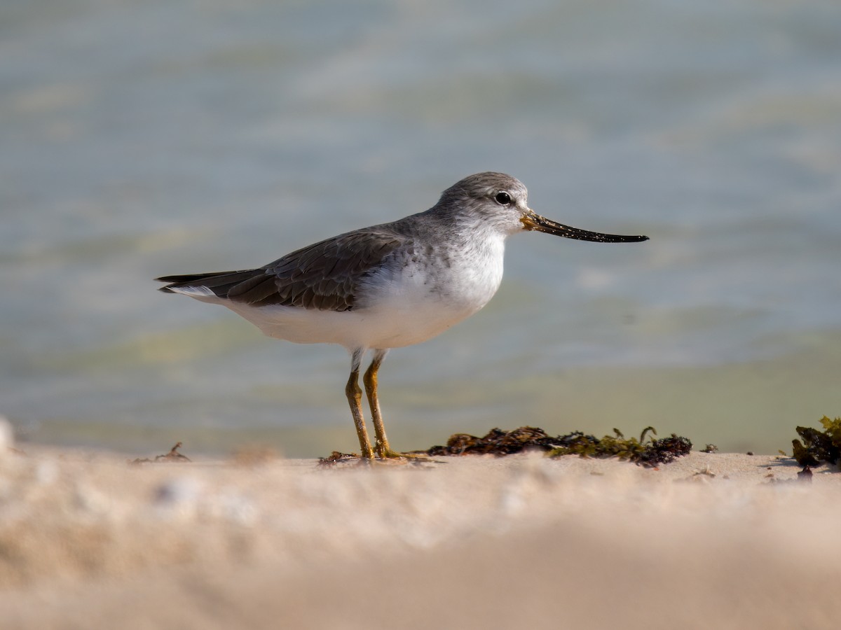 ביצנית אפורה - ML644784653