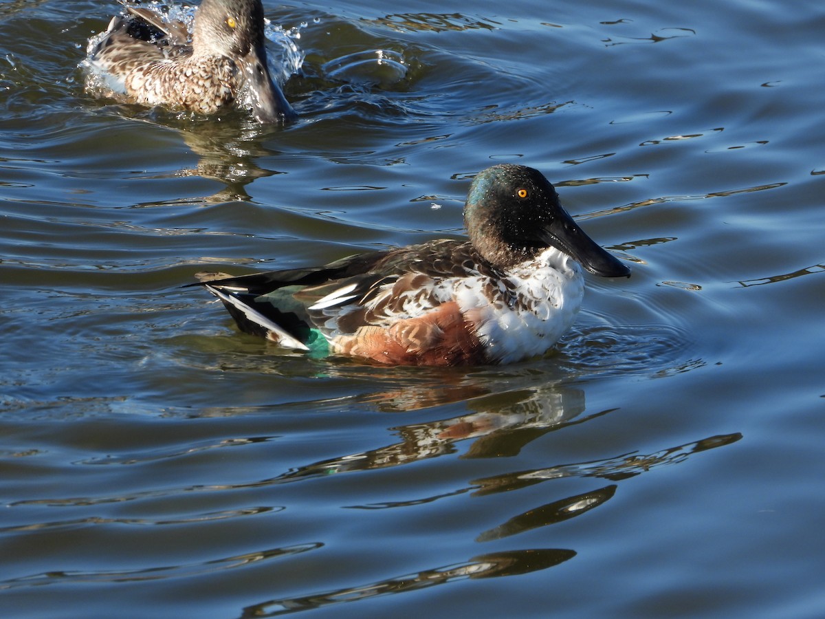 skjeand - ML644784655