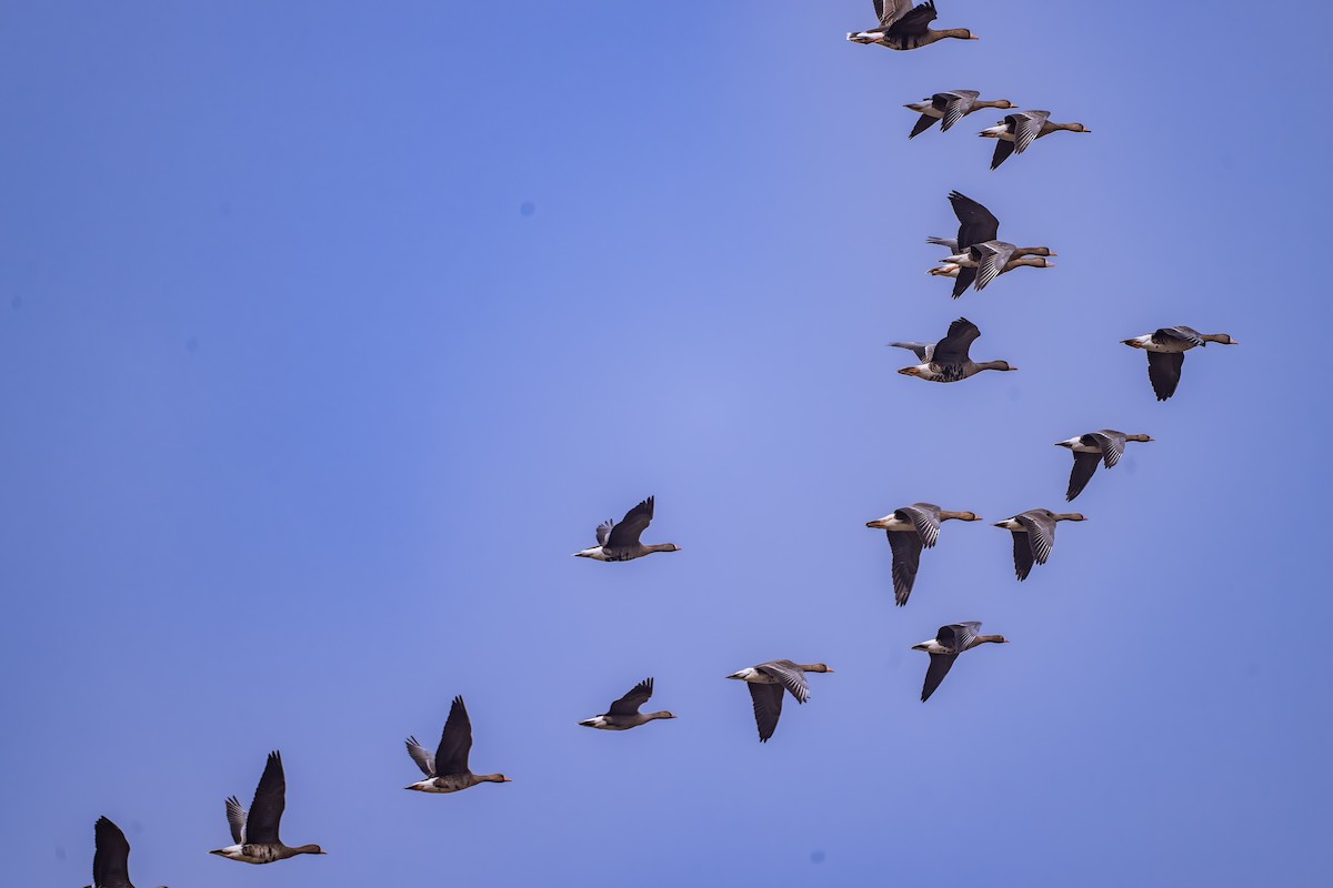 Küçük Sakarca - ML644784657