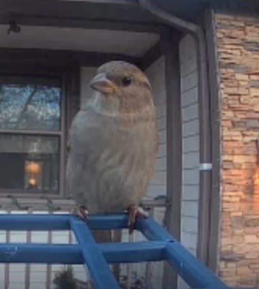 家麻雀 - ML644784660