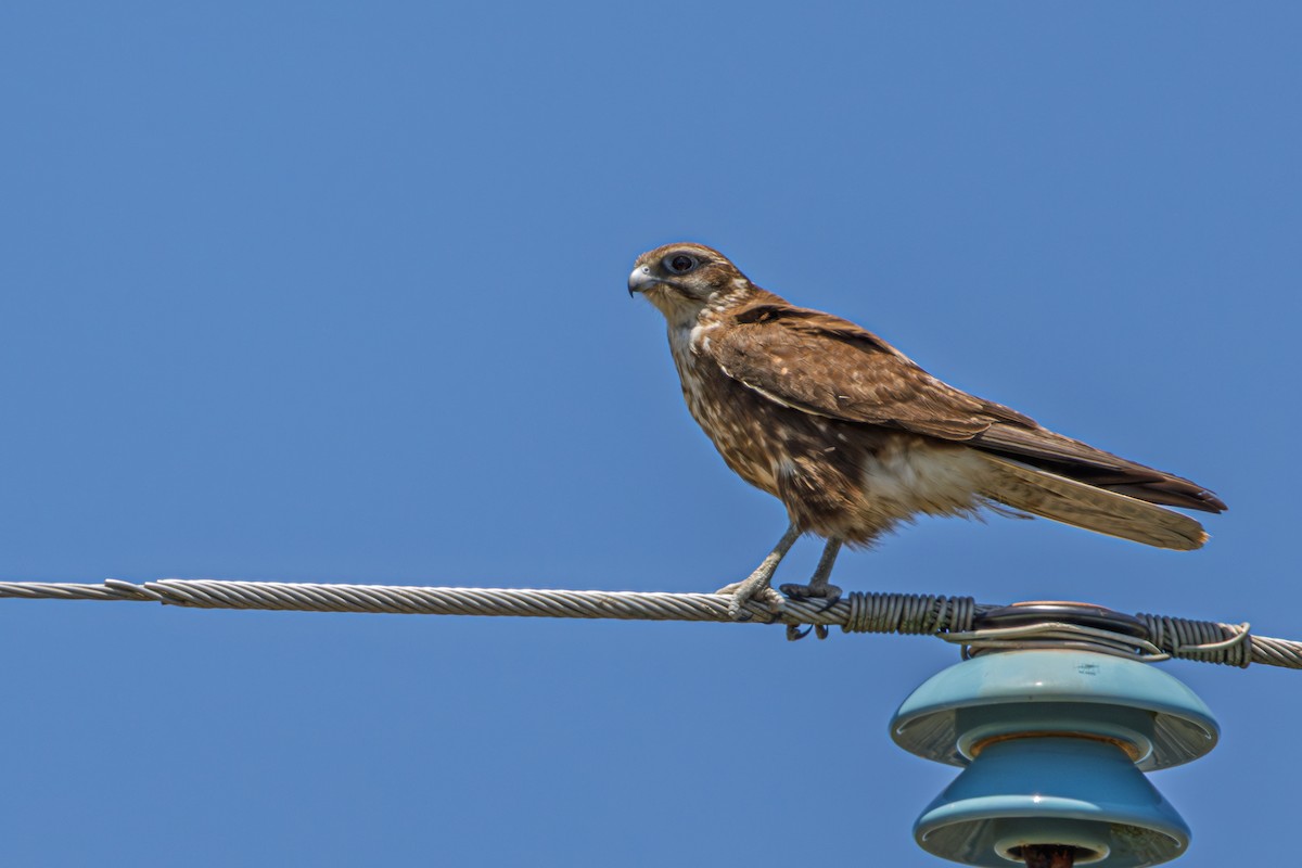 raroh proměnlivý - ML644784661