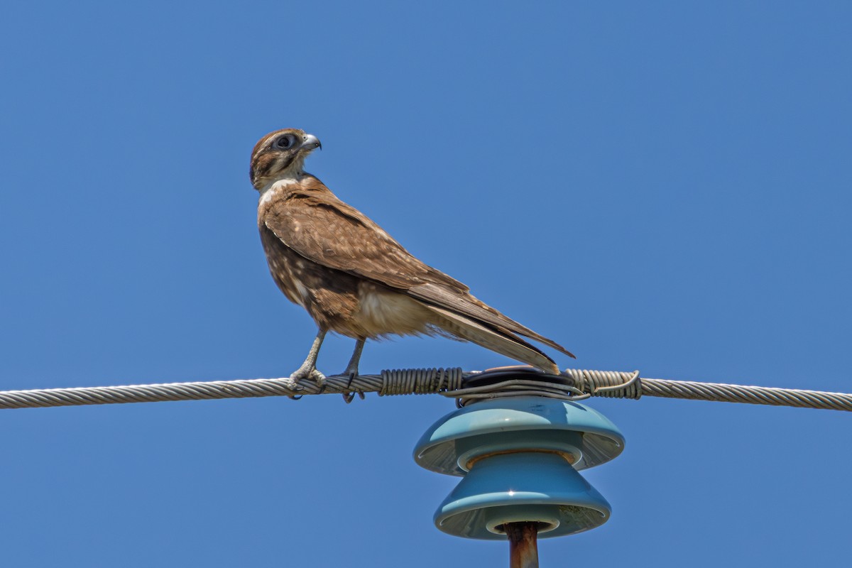 raroh proměnlivý - ML644784662