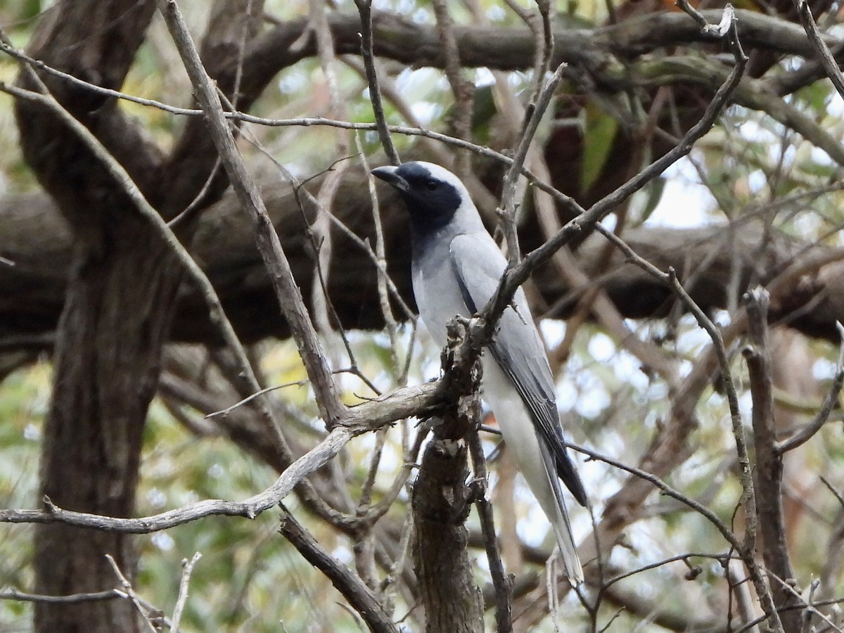 Black-faced Cuckooshrike - ML644784670