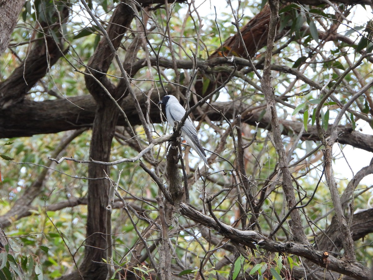 Black-faced Cuckooshrike - ML644784671