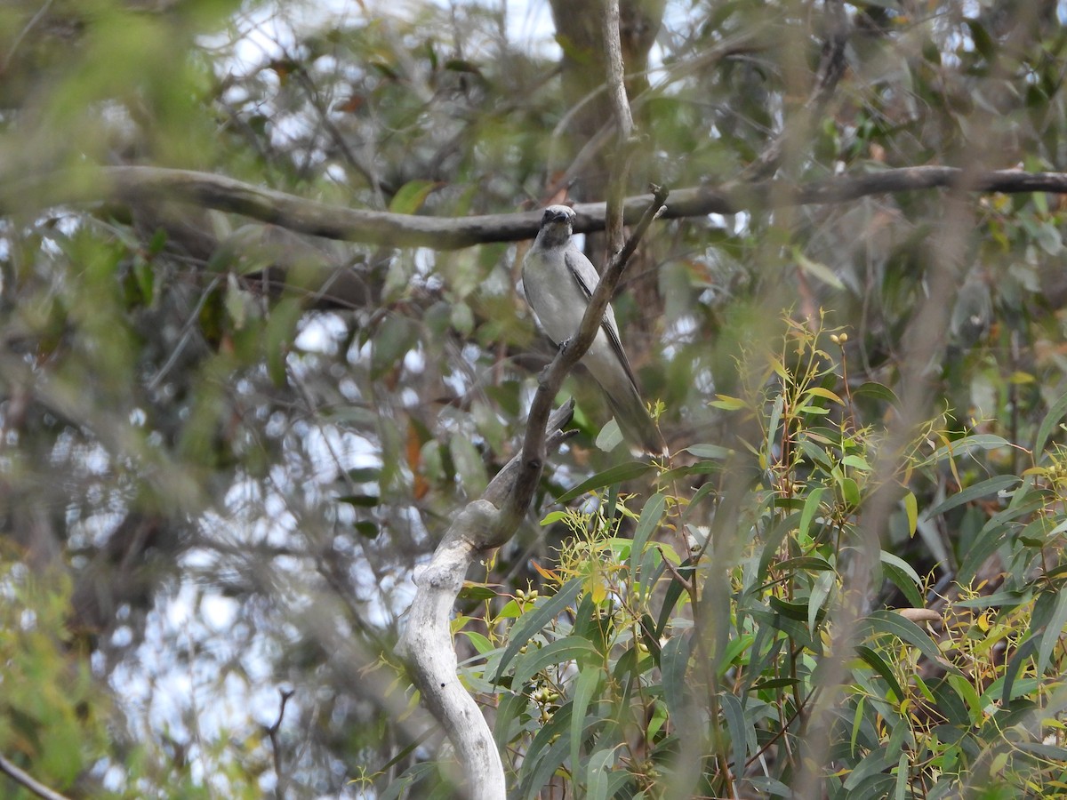 Black-faced Cuckooshrike - ML644784672