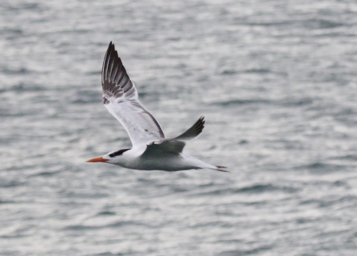 Royal Tern - ML644784675