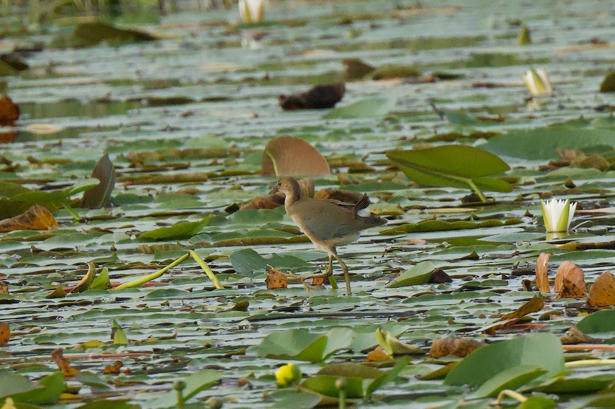 Малая султанка - ML644784702