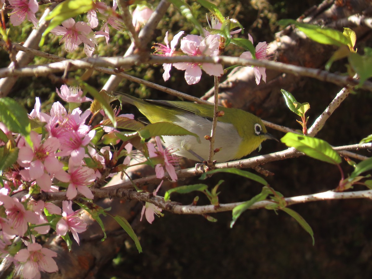 Indian White-eye - ML644784710