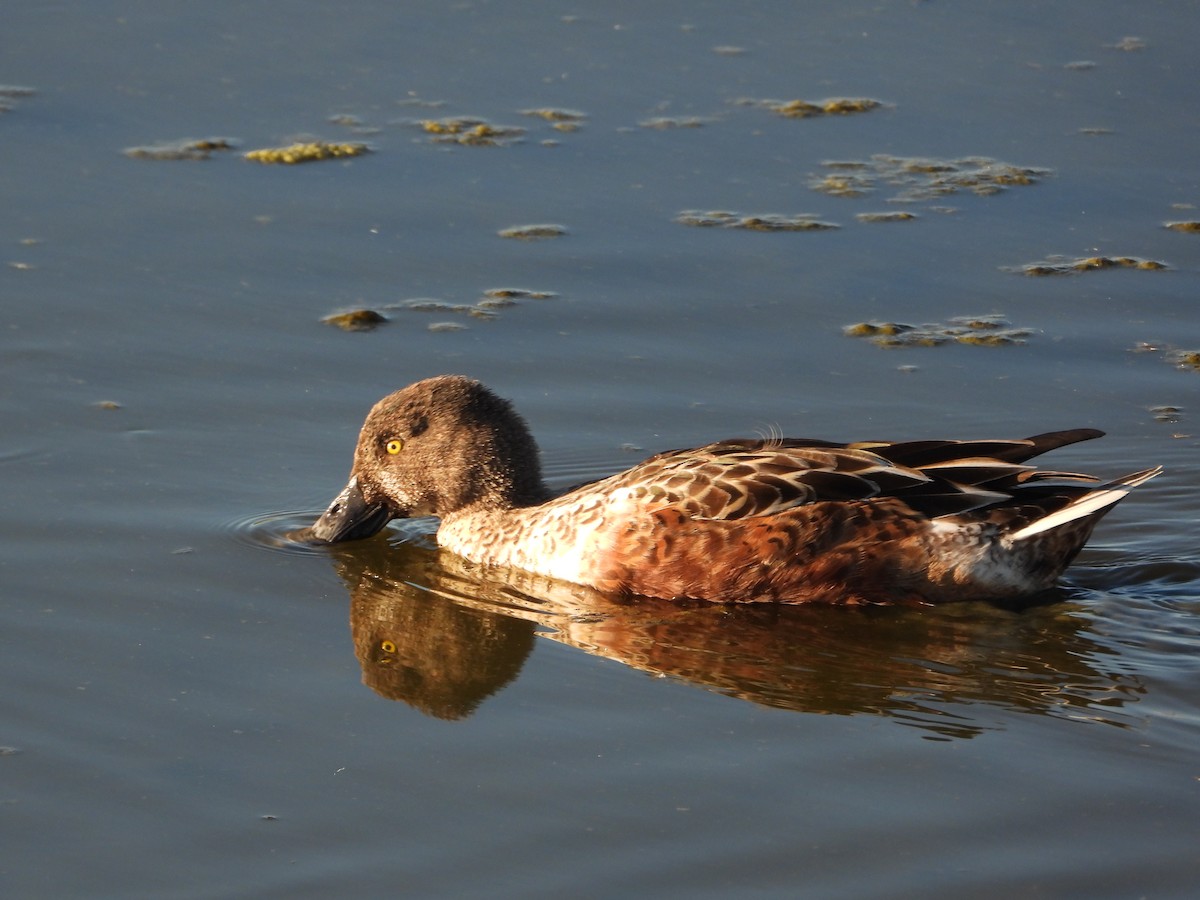 skjeand - ML644784724