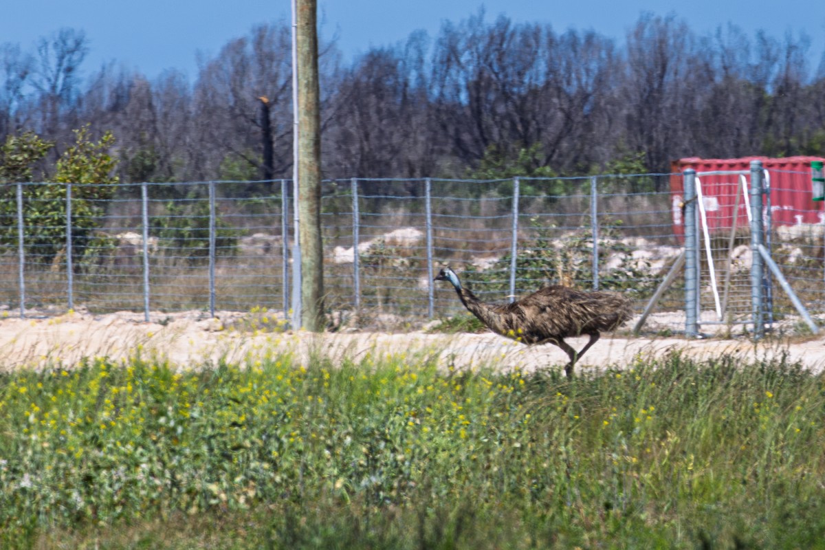emu hnědý - ML644784728