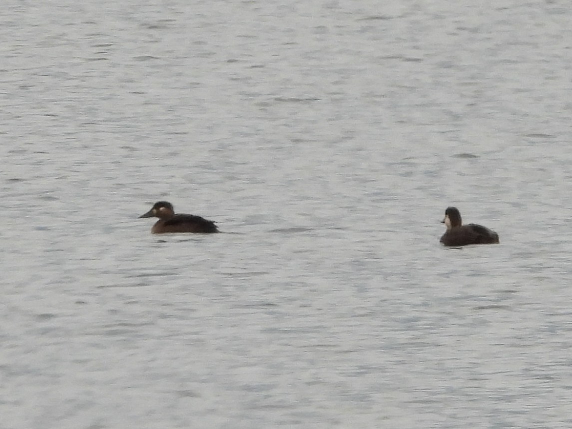 Surf Scoter - ML644784731