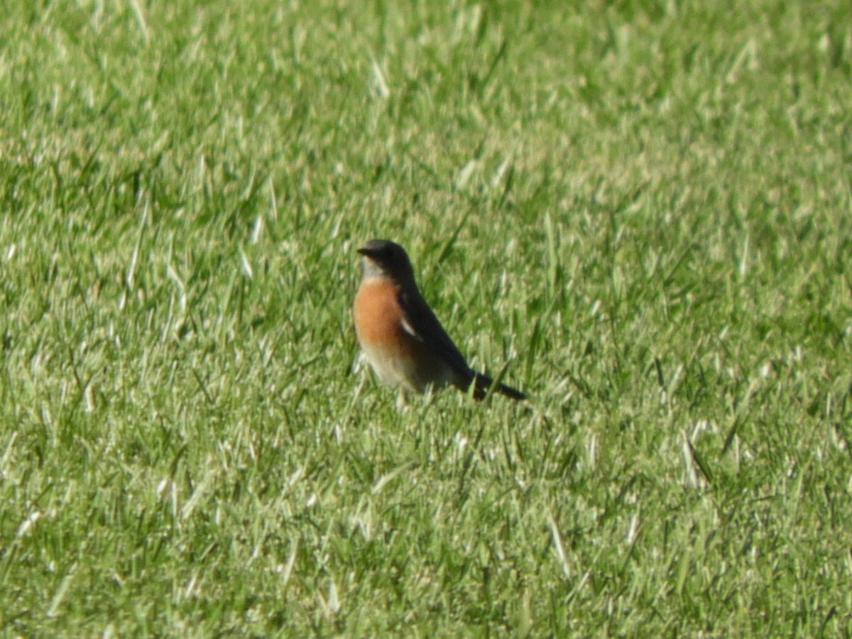 vestblåfugl - ML644784732