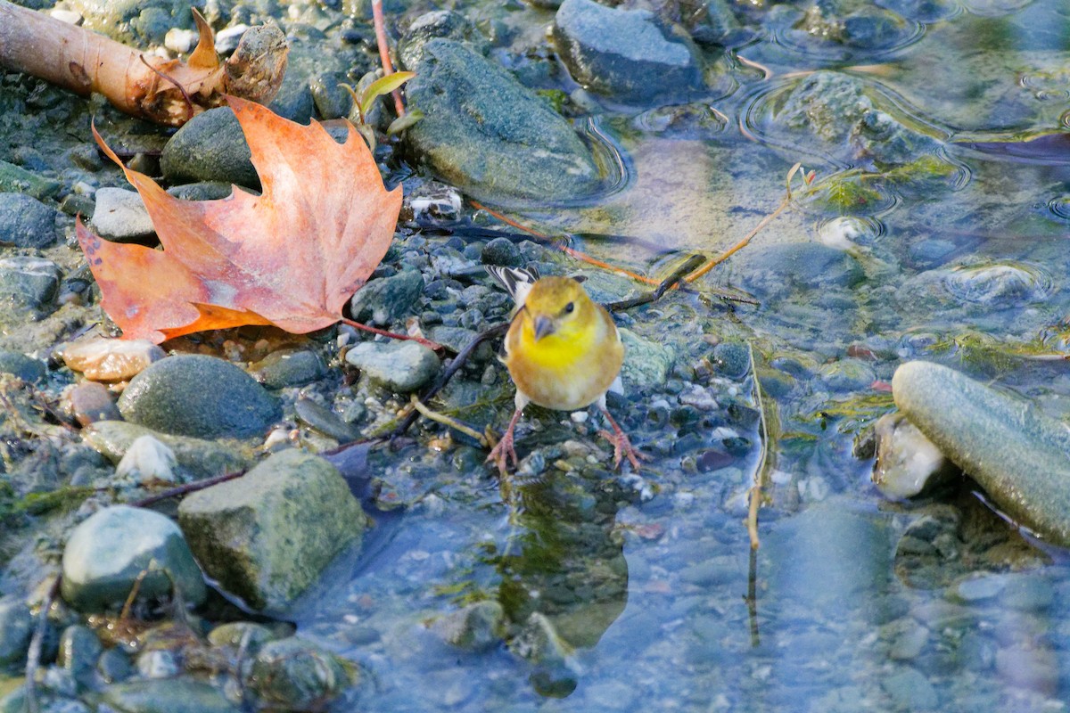 オウゴンヒワ - ML644784735