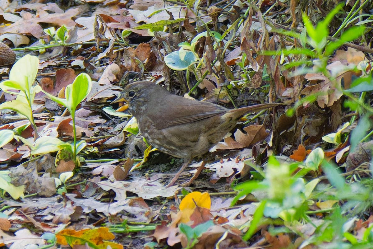 Fox Sparrow - ML644784737
