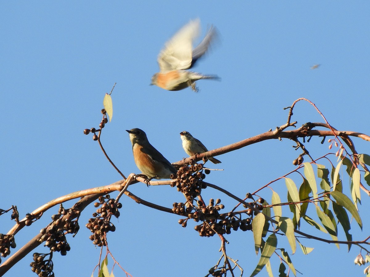 vestblåfugl - ML644784738